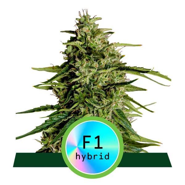 Milky Way F1 Auto