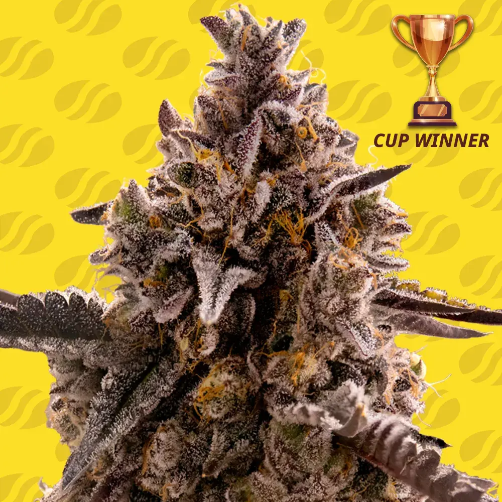 Best Seller - Black Orchid Auto