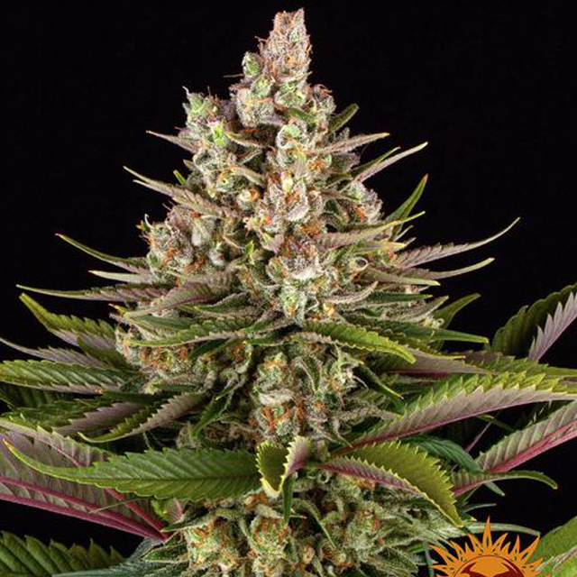 Sour Strawberry