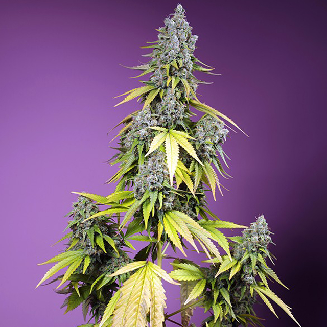 Buy Sweet Seeds Jet Fuel Mandarine XL Auto FEM Buy Sweet Seeds Jet Fuel Mandarine XL Auto FEM