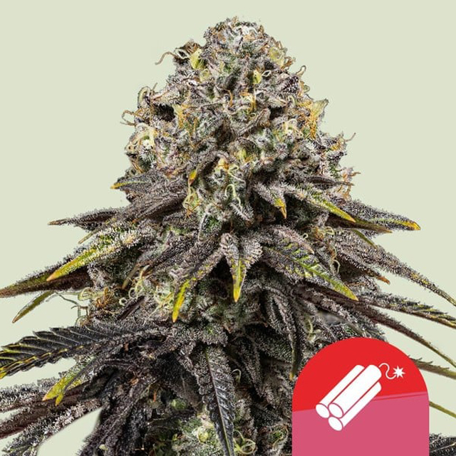 RQS x TYSON Dynamite Diesel