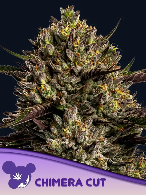 Chimera Cut feminized cannabis seeds