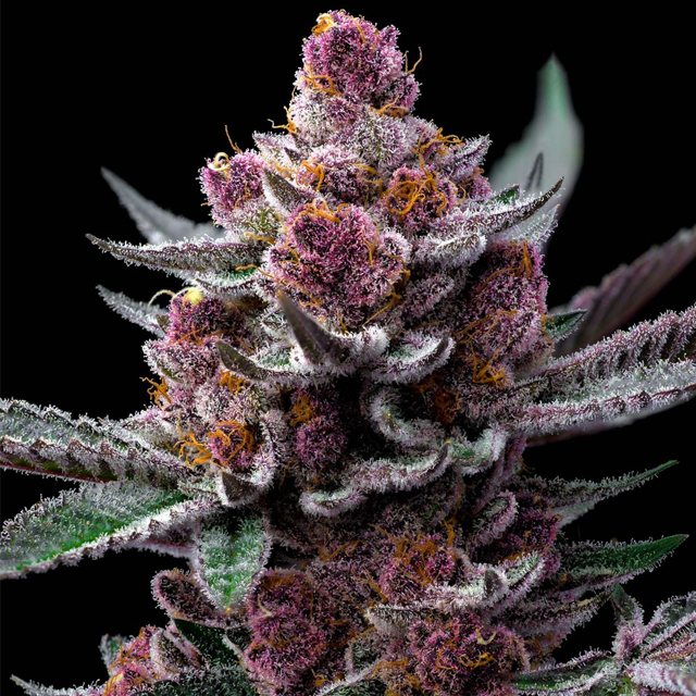 Buy Barneys Farm Seeds Cherry Poppers FEM Buy Barneys Farm Seeds Cherry Poppers FEM