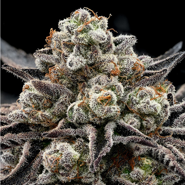 Epic Buzz Auto