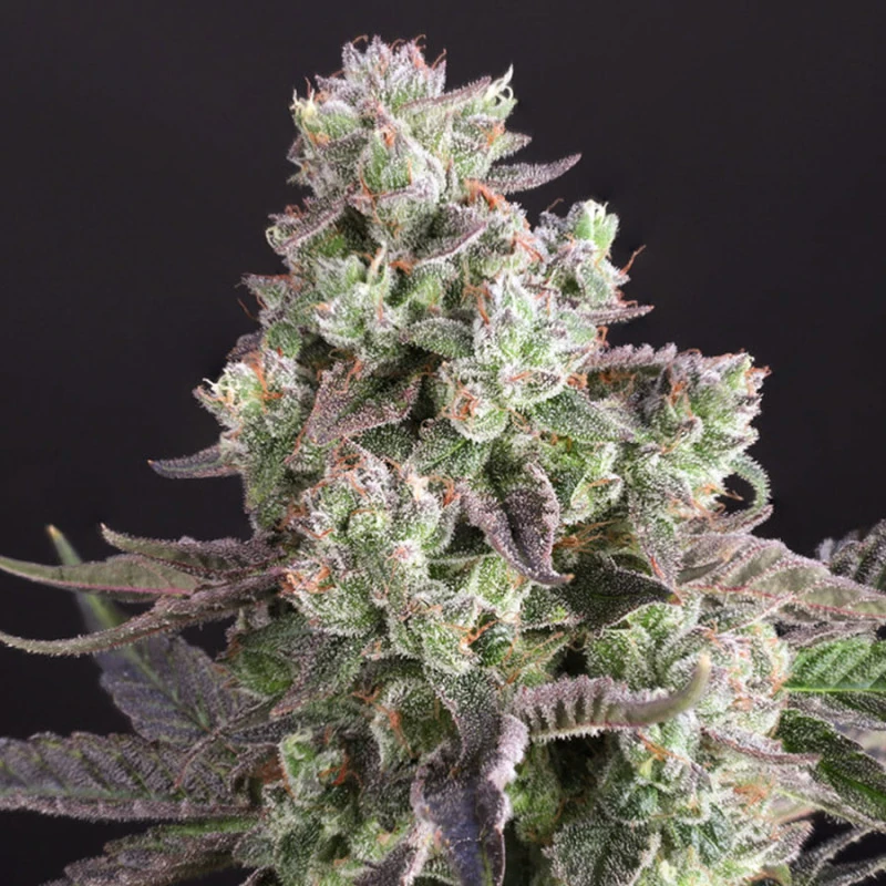Candy Bubatz XL