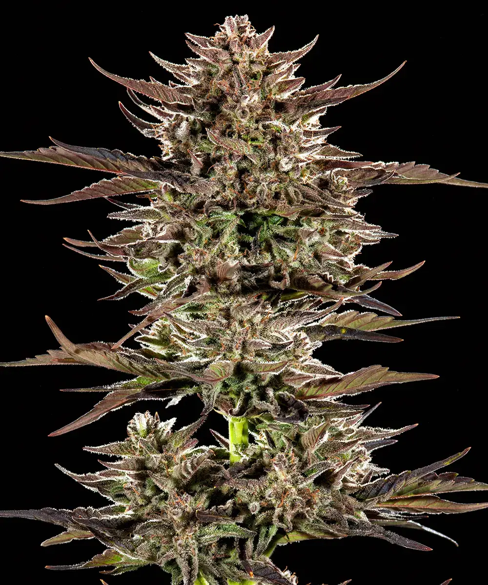 Frosted Zinn x 3 Bears OG Auto