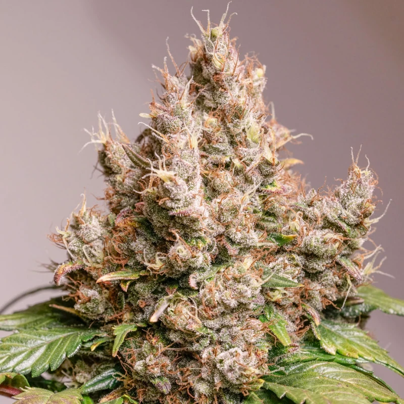 Auto Red Tropicana Cookies