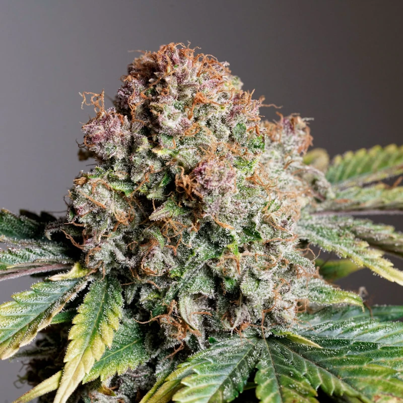 Auto Strawberry Soda