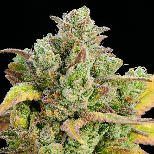 Honey Fried Bananas