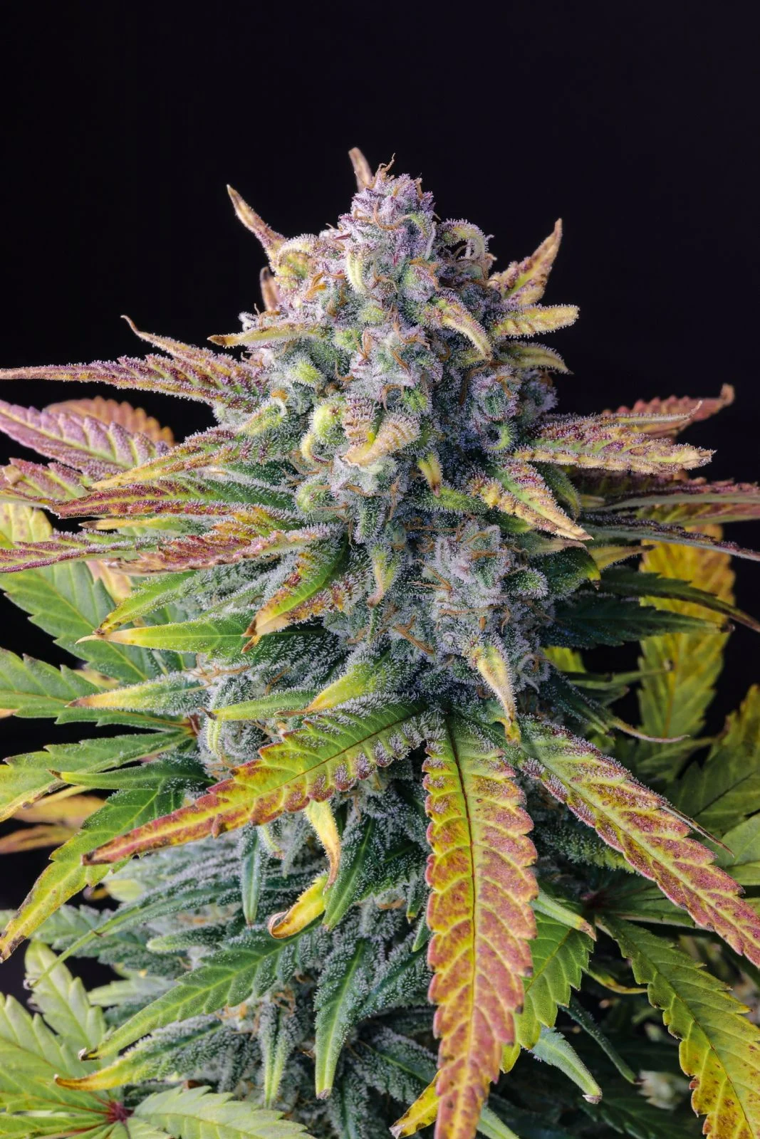 Tropicana Cookies Auto  bulk cannabis seeds