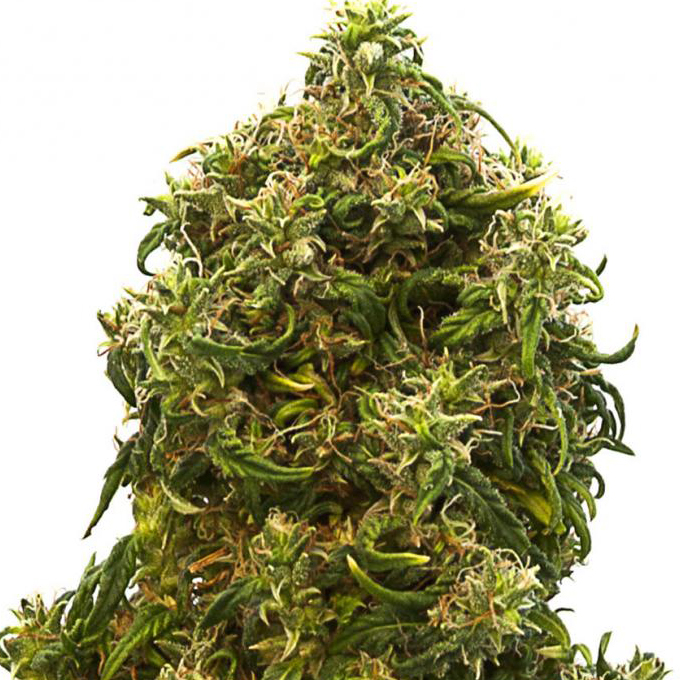 Swiss Dream Auto CBD