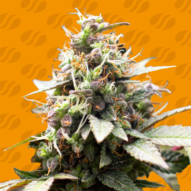 Buy Original Sensible Seeds White Raspberry Truffle FEM