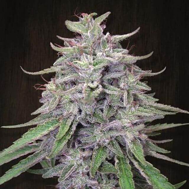 Buy Ace Seeds Bangi Haze REG