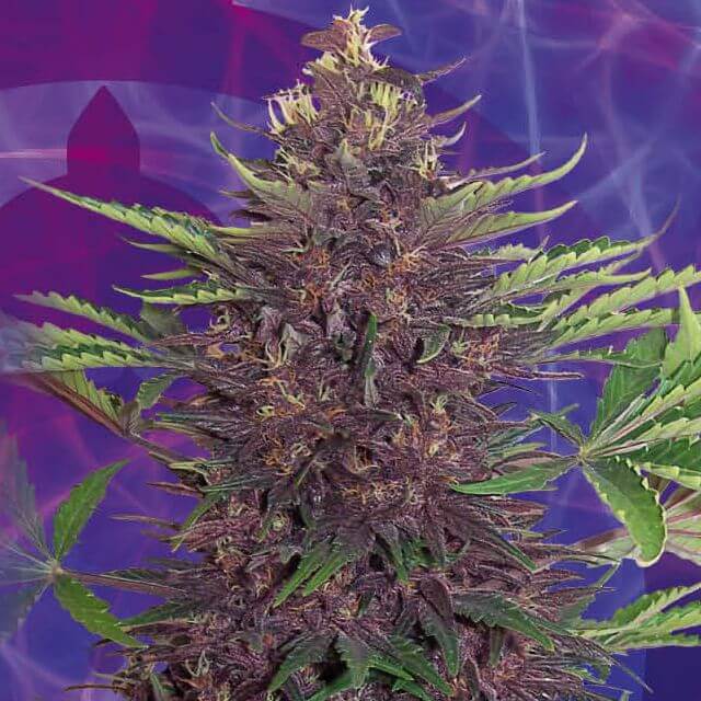 Buy Buddha Seeds Purple Kush FEM