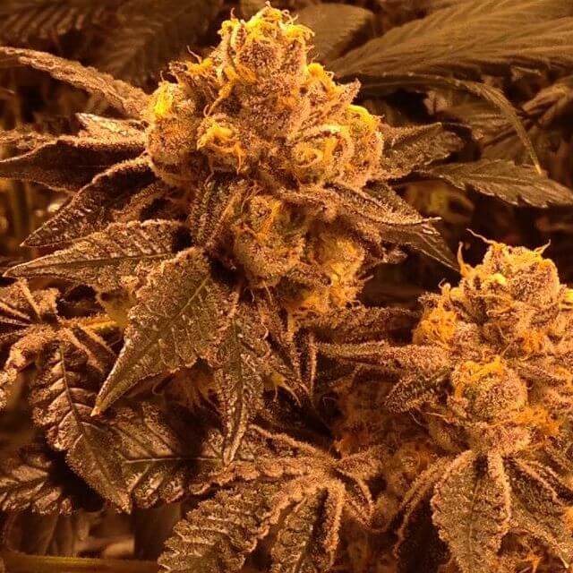 Buy Candyland Grand Daddy Purple seeds REG Original Seeds Store