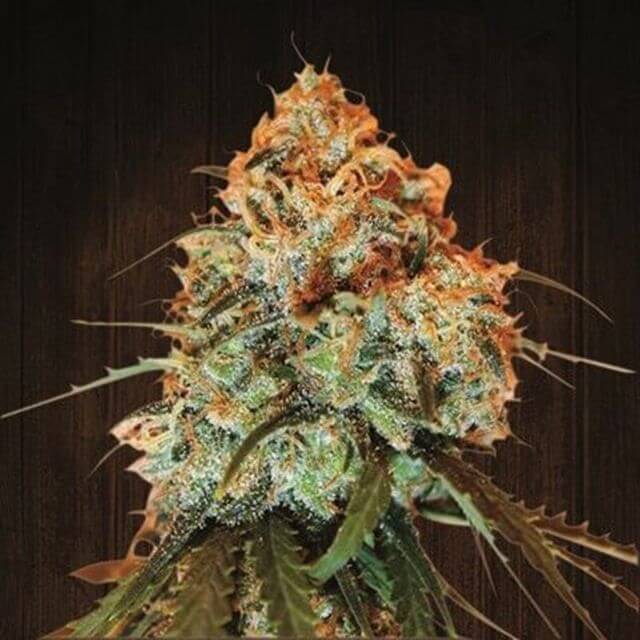 Buy Ace Seeds Golden Tiger REG Buy Ace Seeds Golden Tiger REG