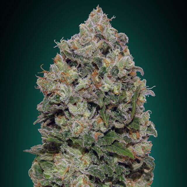 Buy 00 Seeds Northern Lights FEM