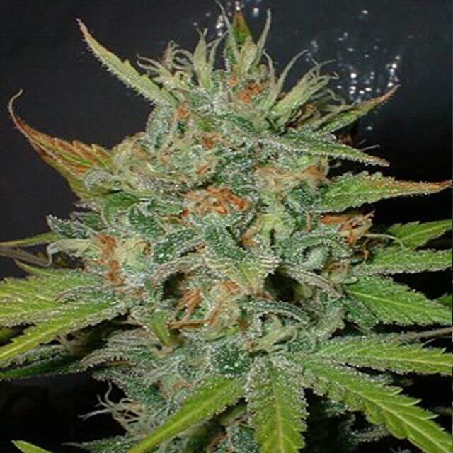 Buy Homegrown Fantaseeds Afghani FEM