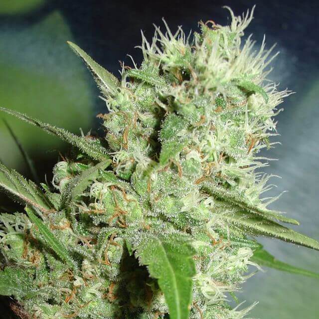 Buy Homegrown Fantaseeds Jack Herer FEM