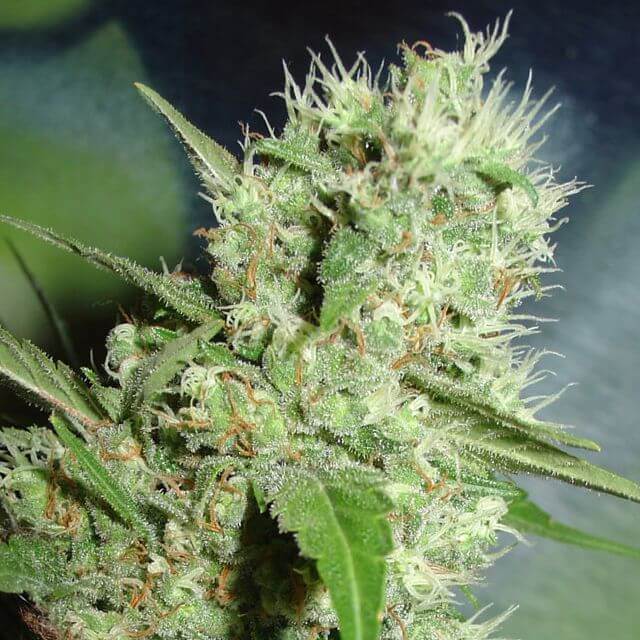 Buy Original Sensible Seeds  Jack Herer FEM