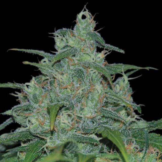 Buy World of Seeds Wild Thailand FEM Buy World of Seeds Wild Thailand FEM
