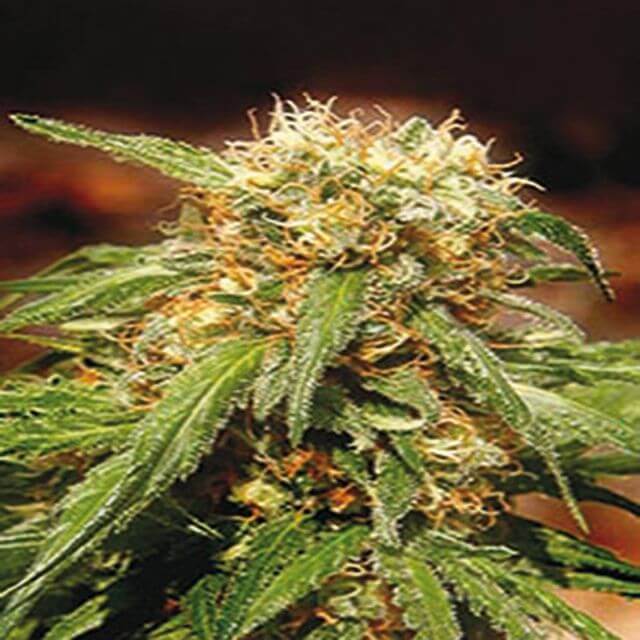 Buy Sweet Seeds Sweet Tai FEM