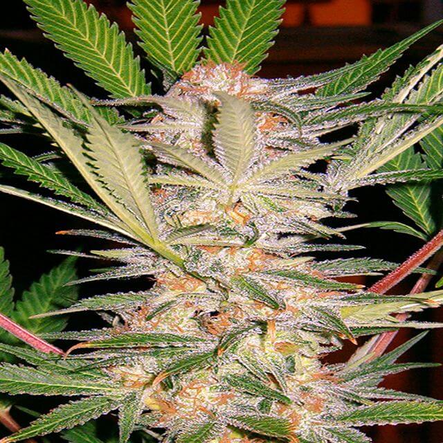 Buy Sweet Seeds Sweet Afgani Delicious (SAD 1) FEM