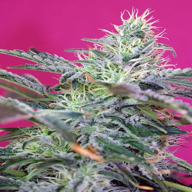 Buy Sweet Seeds Sweet Cheese Auto FEM