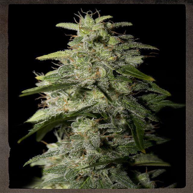 Buy Strain Hunters Seeds Bank Money Maker FEM