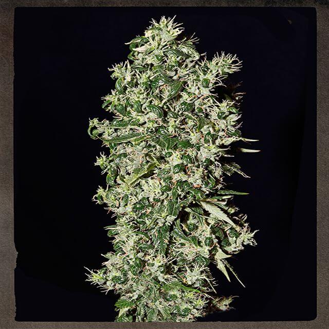 Buy Strain Hunters Seeds Bank Big Tooth FEM