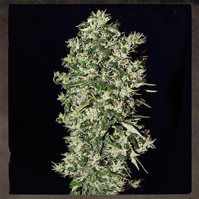 Buy Strain Hunters Seeds Bank Big Tooth FEM