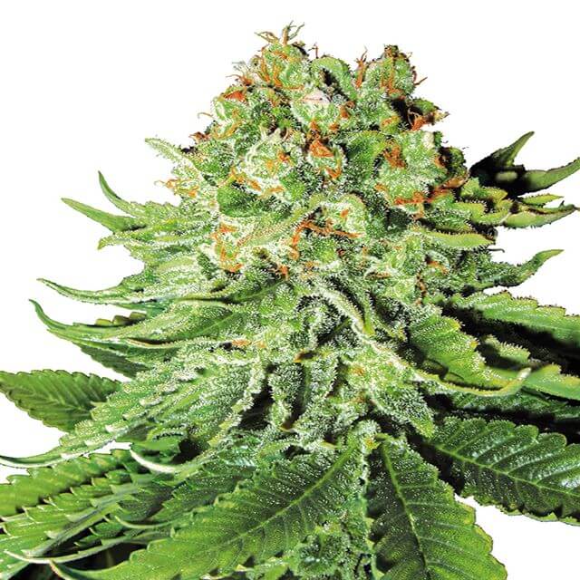 Buy Sensi White Label Seeds Northern Lights Auto FEM Buy Sensi White Label Seeds Northern Lights Auto FEM