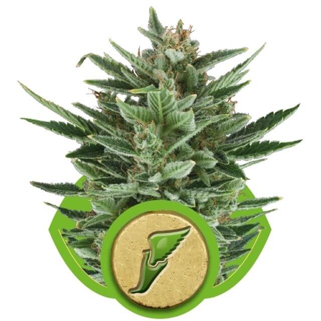 Buy Royal Queen Seeds Quick One FEM Buy Royal Queen Seeds Quick One FEM