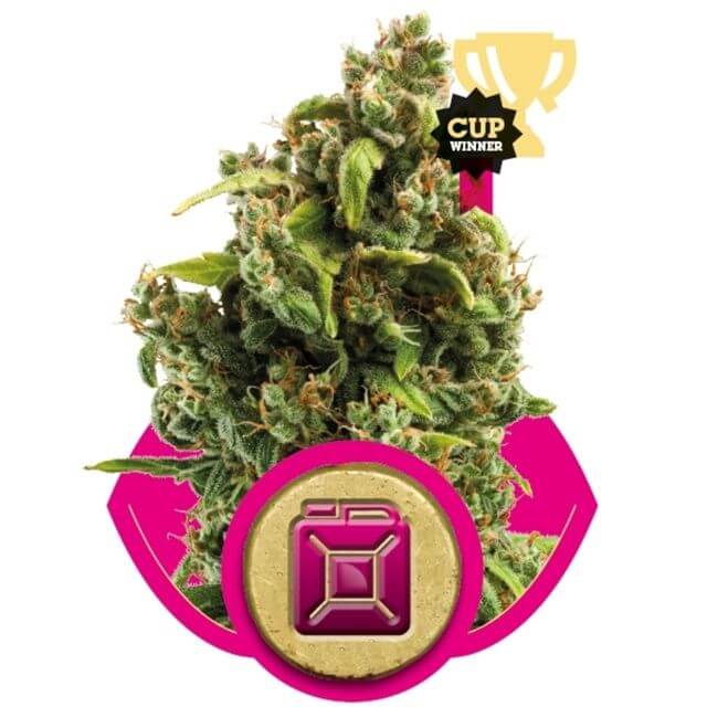 Sour Diesel 