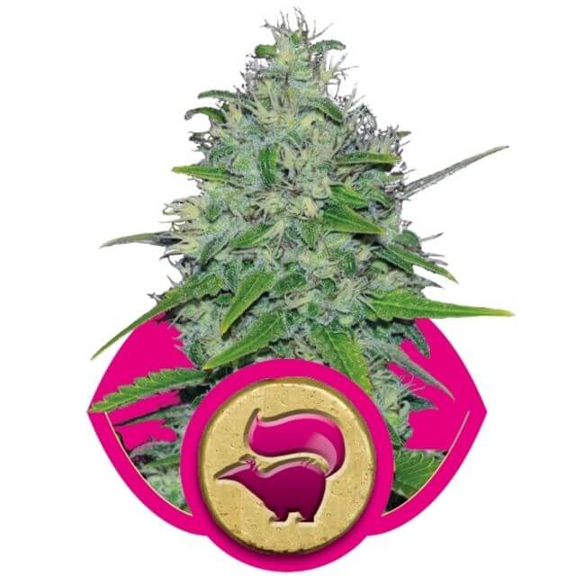 Buy Royal Queen Seeds Skunk XL FEM