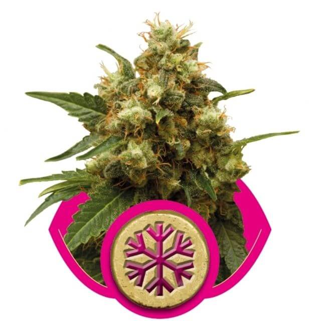 Buy Royal Queen Seeds Ice FEM