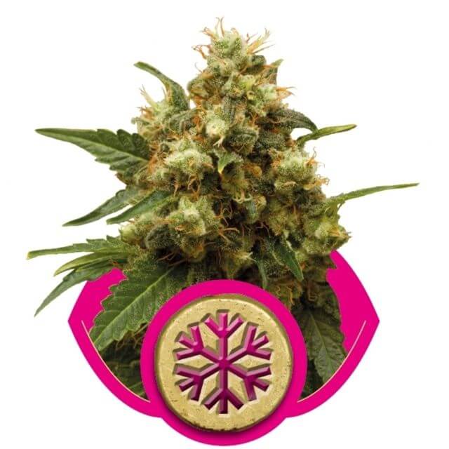 Buy Royal Queen Seeds Ice  FEM