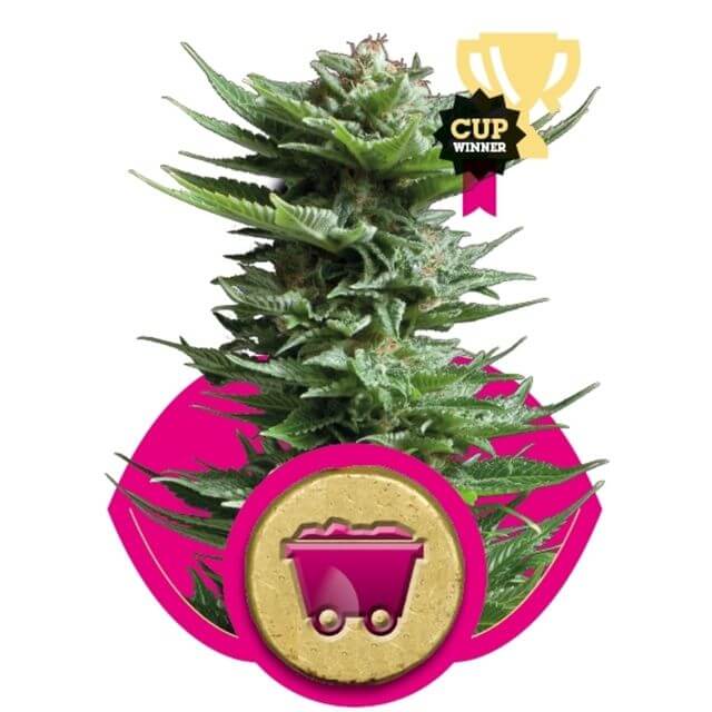 Shining Silver Haze 