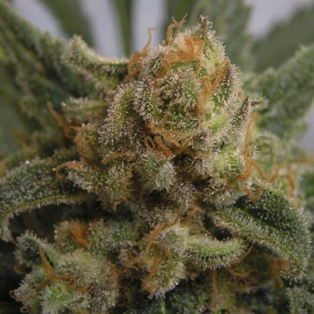 Buy Ripper Seeds Grapegum FEM