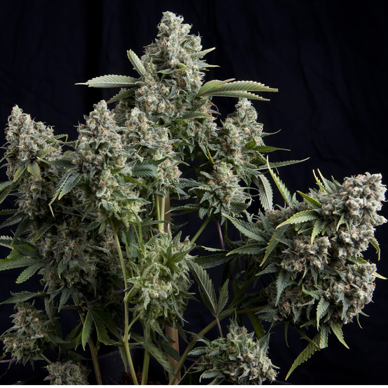 Buy Pyramid Seeds Tutankhamon FEM