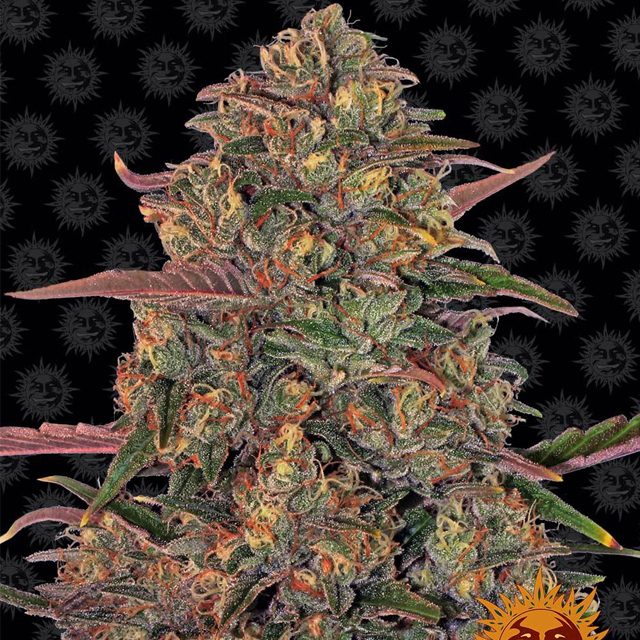 Buy Barneys Farm Seeds Pineapple Chunk FEM