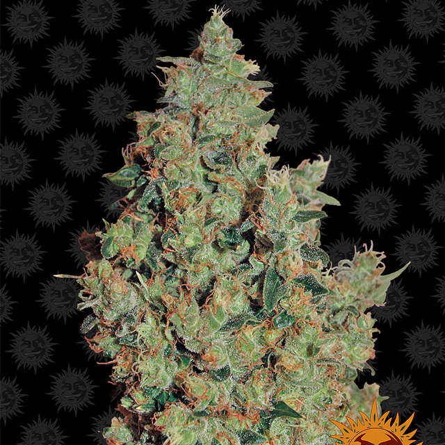 Buy Barneys Farm Seeds Tangerine Dream FEM