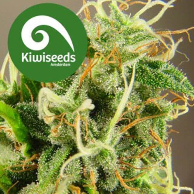 Buy Kiwi Seeds Tasman Haze REG