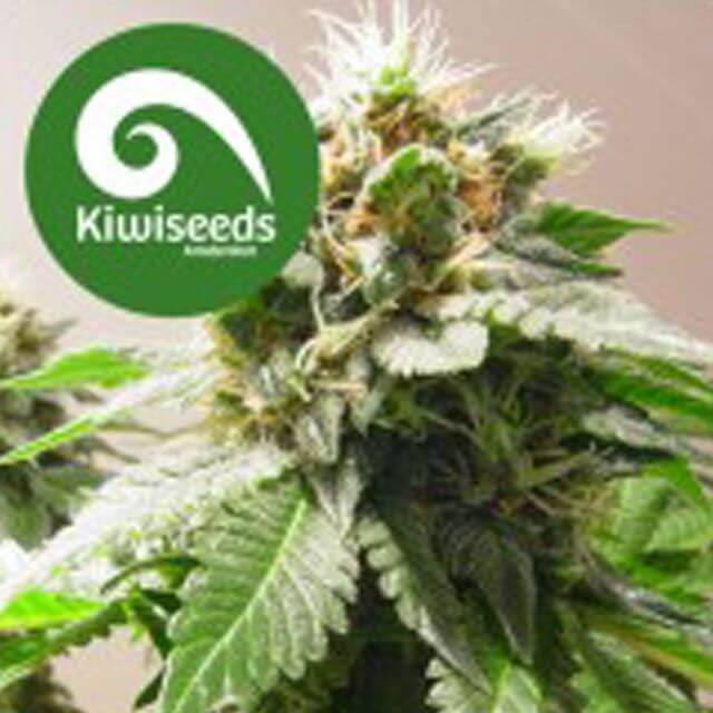 Buy Kiwi Seeds Mt Cook REG